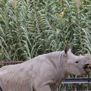 Black Rhinoceros juvenile