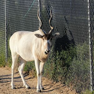 Addax
