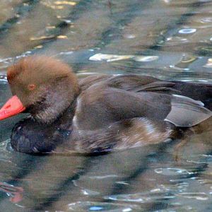 Red-crested Pochard