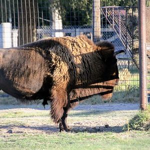 American Bison
