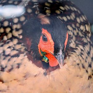 Cabot's Tragopan