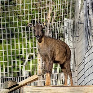Chinese Goral