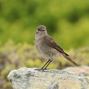 Familiar chat (Oenanthe familiaris)