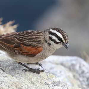 Cape bunting (Emberiza capensis)