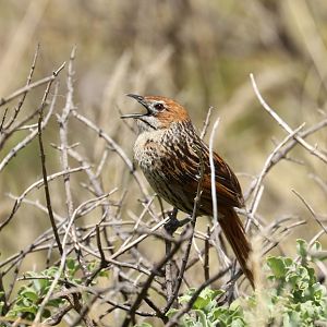 cape grassbird (Sphenoeacus afer)