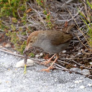 Neddicky (Cisticola fulvicapilla)