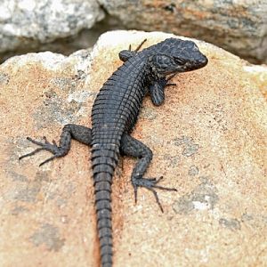 Black Girdled Lizard (Cordylus niger)