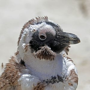 African penguin (Spheniscus demersus)