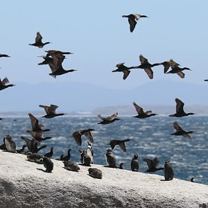 African penguins (Spheniscus demersus) in a flock of cape cormorants (Phalacrocorax capensis)