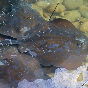 Blue Stingray (Dasyatis chrysonota)