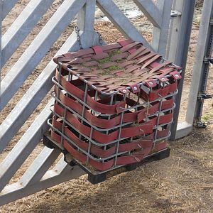 Asian elephant enrichment