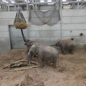 Asian elephant females