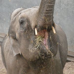 Close-up of Asian elephant female eating