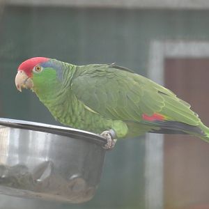 Green-cheeked amazon