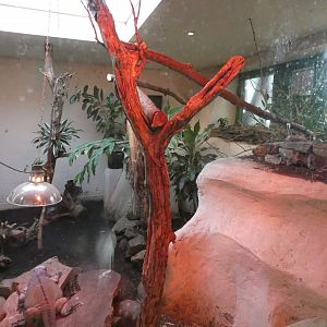 Rhinoceros iguana and Red-footed tortoise enclosure