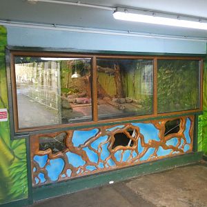 Yacare caiman enclosure