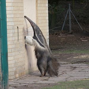 Giant anteater