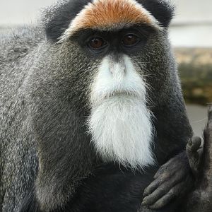 De Brazza's monkey portrait