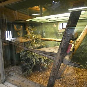 L'Hoest's monkey indoor enclosure