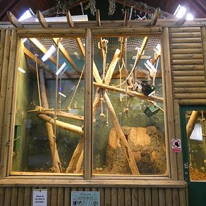 Pileated gibbon indoor enclosure