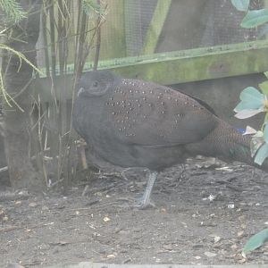 Mountain peacock-pheasant
