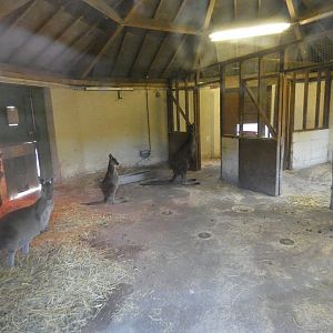 Western grey kangaroo indoor enclosure