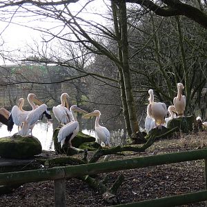 Great white pelican group