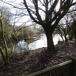 Great white pelican enclosure