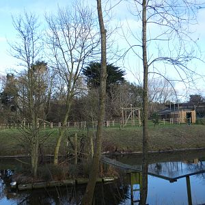 Geoffroy's marmoset island