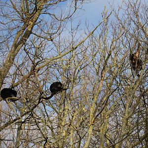 Howler monkeys in the tree