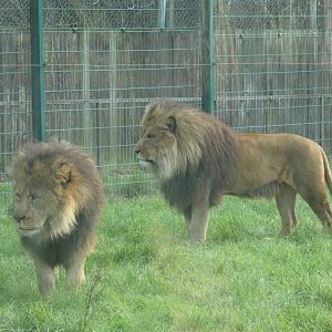 African lions