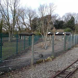 Red river hog enclosure