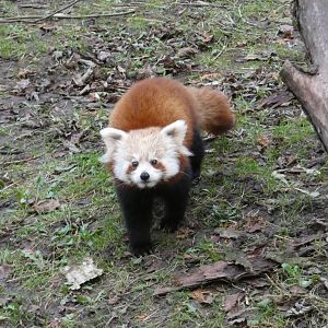 Red panda