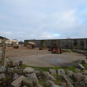 Old Elephant enclosure (now holds Camels)