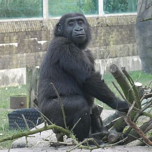 'Mak', youngest gorilla