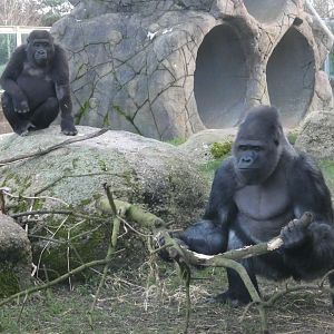 Young male and silverback