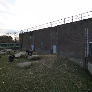 Gorilla house