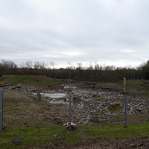 Asian elephant grass paddock at winter