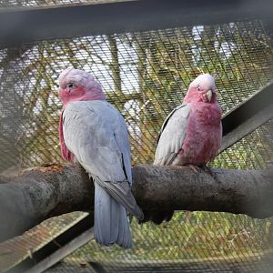 Galah