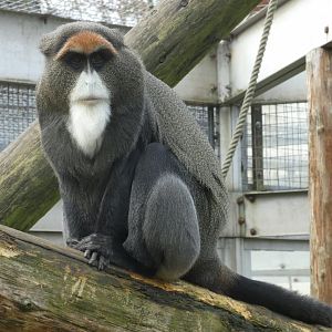 De Brazza's monkey