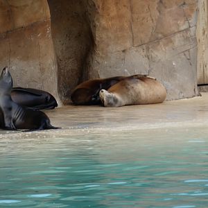 Californian sea lion