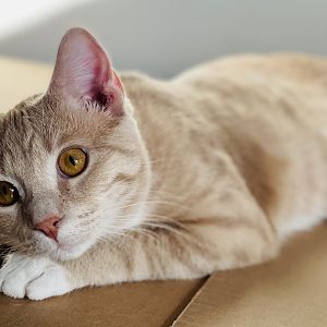 Jan. 2022 - Portrait of my Cat (Fergus)