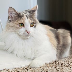 Dec. 2021 - Portrait of my Cat (Juniper)