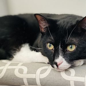 Nov. 2021 - Portrait of my Cat (Shadow)