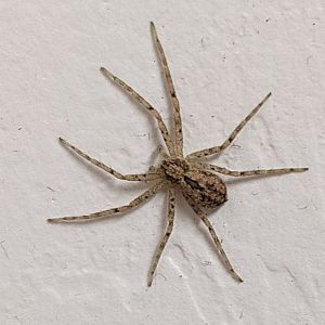 Spider ID?