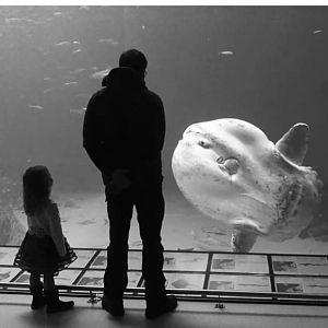 Ocean sunfish in 2019