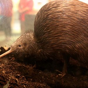 North Island Brown Kiwi (Apteryx mantelli), December 2016