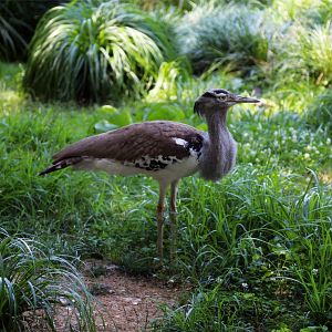 Kori Bustard, July 2016