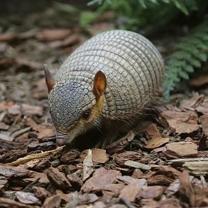 Screaming Hairy Armadillo (Chaetophractus vellerosus)