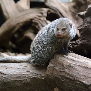 Banded Mongoose, December 2016